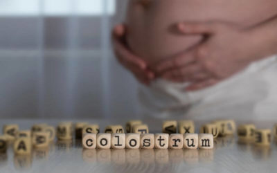 Colostrum Harvesting and why it’s important.