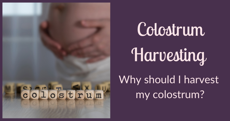 Colostrum Harvesting and why it’s important.